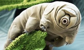 Illustration of a tardigrade, the microscopic water bear, clinging to green moss