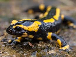 a cute salamander