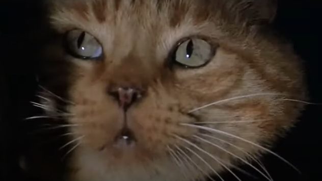 jones-jonesy-alien-cat